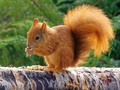 Red Squirrel with Nuts by Stephen Frost