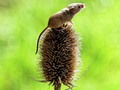 Harvest Mouse by Stephen Frost