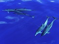 Striped Dolphins Of The Caribbean Island Of Dominica by Stephen Frost