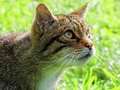 Scottish Wildcat by Stephen Frost