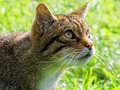 Scottish Wildcat by Stephen Frost