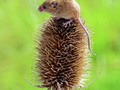 Harvest Mouse by Stephen Frost