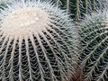 Cactus Spines by Stephen Frost