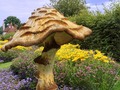 English Giant Toadstool by Steve