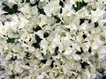 White Sweet peas by Steve