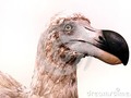 Portrait of a Dodo