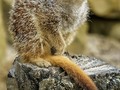 Meerkat by Steve