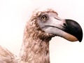 Portrait of a Dodo by Steve