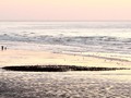 Starlings on Beach by Steve