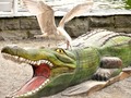 Gull attacking crocodile by Steve
