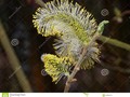 Close-up Of Catkin Stock Photo - Image: 49055073