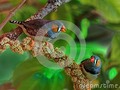 zebra finches #500px #RT #Dailyphoto #500pxrtg #'photography #wildlifephotography #animal #australia #avian