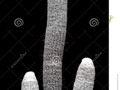 Close-up of four alien-like fingers from a white cactus, isolated on black. #and #black #cactaceae