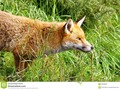 An English fox stares from the grass. #260pxrtg #dreamstime #wildlifephotography #photography