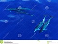 Several striped dolphins (Stenella coeruleoalba) swimming under-water off Dominica. #aquatic #blue #carribian