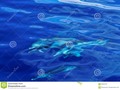 Several striped dolphins (Stenella coeruleoalba) swimming under-water off Dominica. #aquatic #blue #carribian