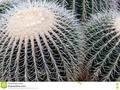a round cactus photographed to emphasise the intricate cage-like spine structure. #barrel #cactus #cage #500pxrtg