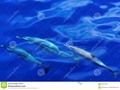 Several striped dolphins swimming under-water in the coastal waters off Dominica. #aquatic #blue #carribian