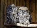 great grey owls #RT #wildlifephotography #ThePhotoHour #500pxrtg #'photography #avian #bearded #bird