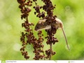 Eurasian Harvest Mouse (Micromys minutus) #250pxrtg #photography #wildlifephotography  #acrobatic #acrobatics #alert
