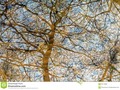 An abstract reflection of trees and branches in a lake, #abstract #bark #dreamstime #500pxrtg