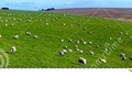Sheep on the South Downs; in Sussex. #weatherwyou #500pxrtg (click to see panorama) #beacon #border #ditchling