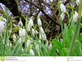 A close-up of snowdrops (Galanthus) on a damp spring morning in England. #branch #bulbous #delicate #flowers
