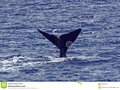 The tail of a sperm whale in the coastal waters off Dominica. The tail is raised as the whale begins a deep dive.