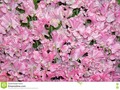 A bunch of pink sweet peas. #bouquet #bunch #floral #dreamstime #photography #Dreamstime #photography