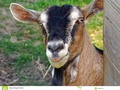 A close-up of a farmyard goat chewing a straw. #animal #photography #Dreamstime #photography