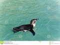 Humboldt penguin #wildlifephotography #500pxrtg #photography #american #aquatic #avian #Dreamstime #photography