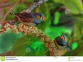 zebra finches #500px #RT #Dailyphoto #500pxrtg #'photography #wildlifephotography #animal #australia #avian