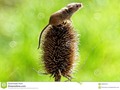 A Eurasian Harvest Mouse (Micromys minutus) #wildlifephotograhy, 250pxrtg #photography #alert #autumn #brown