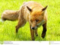 An English fox walking across the grass. #animal #british #brown #wildlifephotography #500pxrtg #photography