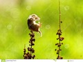 Eurasian Harvest Mouse (Micromys minutus) #250pxrtg #wildlifephotography #photography #acrobatic #acrobatics #alert