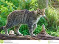 The Scottish wildcat, #alert #arch #arched #wildlifephotography #500pxrtg #photography #Dreamstime #photography