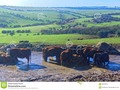 Cows up to their knees in a muddy quagmire. #500pxrtg #photography #animals #bog #Dreamstime #photography