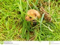 A stoat, also known as a short-tailed weasel, photographed in England. #250pxrtg #photography #alert #animal #brown