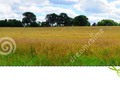 Tall grass in a summer field, photographed in Sussex, England. #background #bronze #copper #Dreamstime #photography