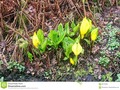 Yellow Skunk Cabbage #flowers #nature #500pxrtg #photography #american #americanus #bog #Dreamstime #photography