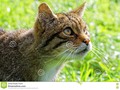 The Scottish wildcat is an endangered subspecies of wildcat that mainly inhabits forests. #cat #endangered #european