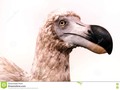 An example of the now extinct flightless bird. #bird #photography #Dreamstime #photography