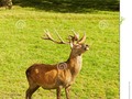 red deer (Cervus elaphus) is one of the largest deer species. #wildlifephotography #250pxrtg #adult #aloof #antler