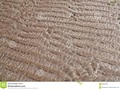 A close-up of intricate sand ripple patterns.at Gruinard Bay in #Scotland. #500pxrtg #Dreamstime #photography