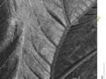 Gunnera leaf, #250pxrtg #photography #nature #blackandwhite #background #big #black #Dreamstime #photography