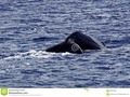 The tail of a sperm whale in the coastal waters off Dominica. The tail is raised as the whale begins a deep dive.