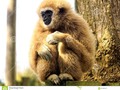 Lar gibbon #500px #Dailyphoto #ThePhotoHour #500pxrtg #'photography #wildlifephotography #animal #animals #ape