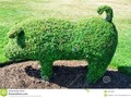 A green topiary pig from an English garden. #amusing #animal #art #garden #250PXRTG #Dreamstime #photography