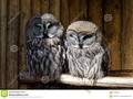 great grey owls #RT #wildlifephotography #ThePhotoHour #500pxrtg #'photography #avian #bearded #bird