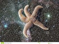 Star fish #sf #scifi #astronomy #digitalimages #abstract #alien #asteroidea #Dreamstime #photography